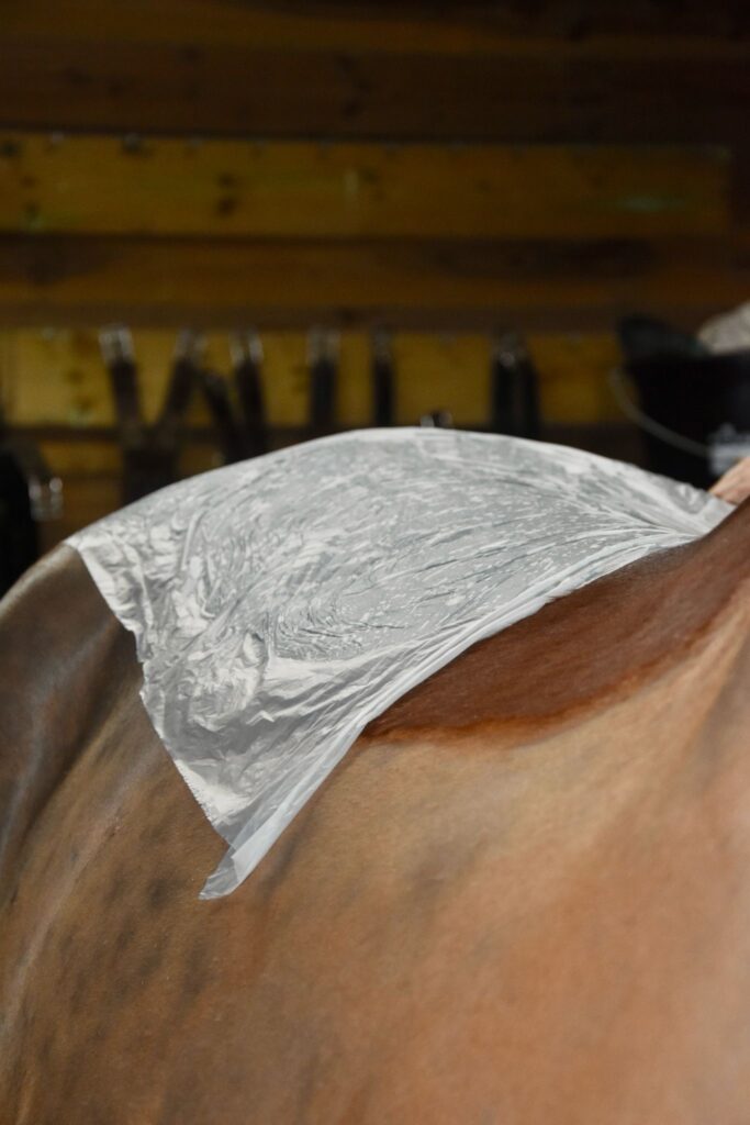 Application d'un cataplasme d'algues sur un cheval