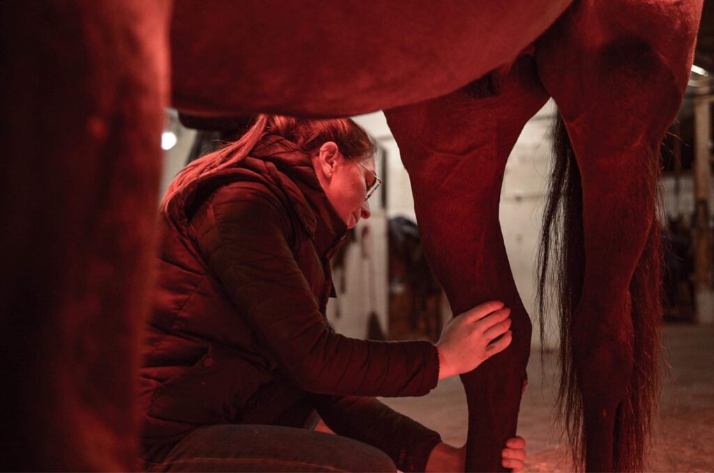 Soin de récupération equin