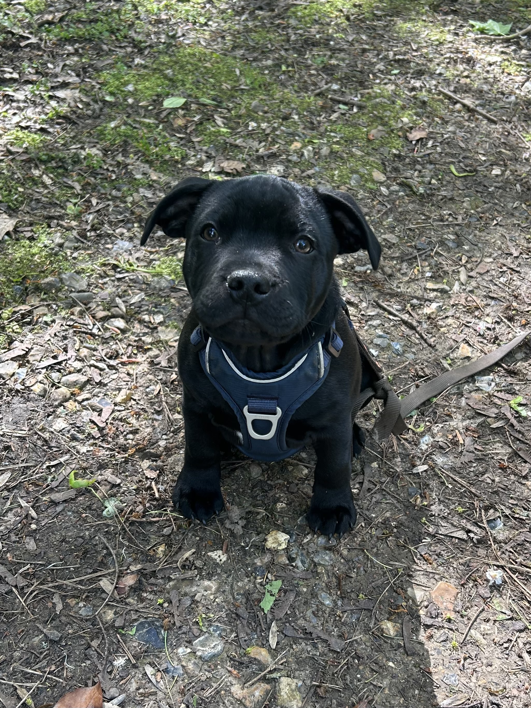 Chiot lors d'une séance de massage canin