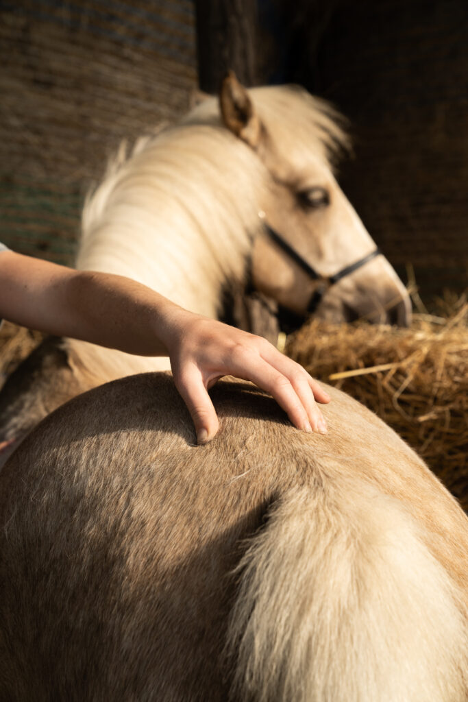 Massage equin en action