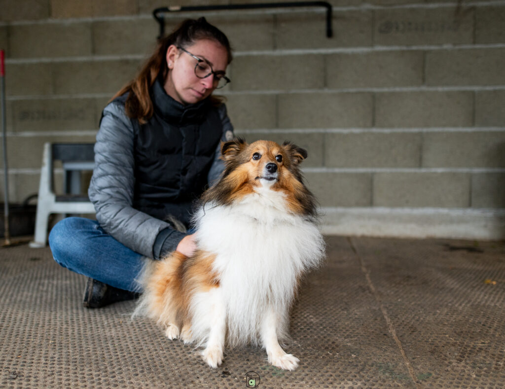 Massage canin récupération