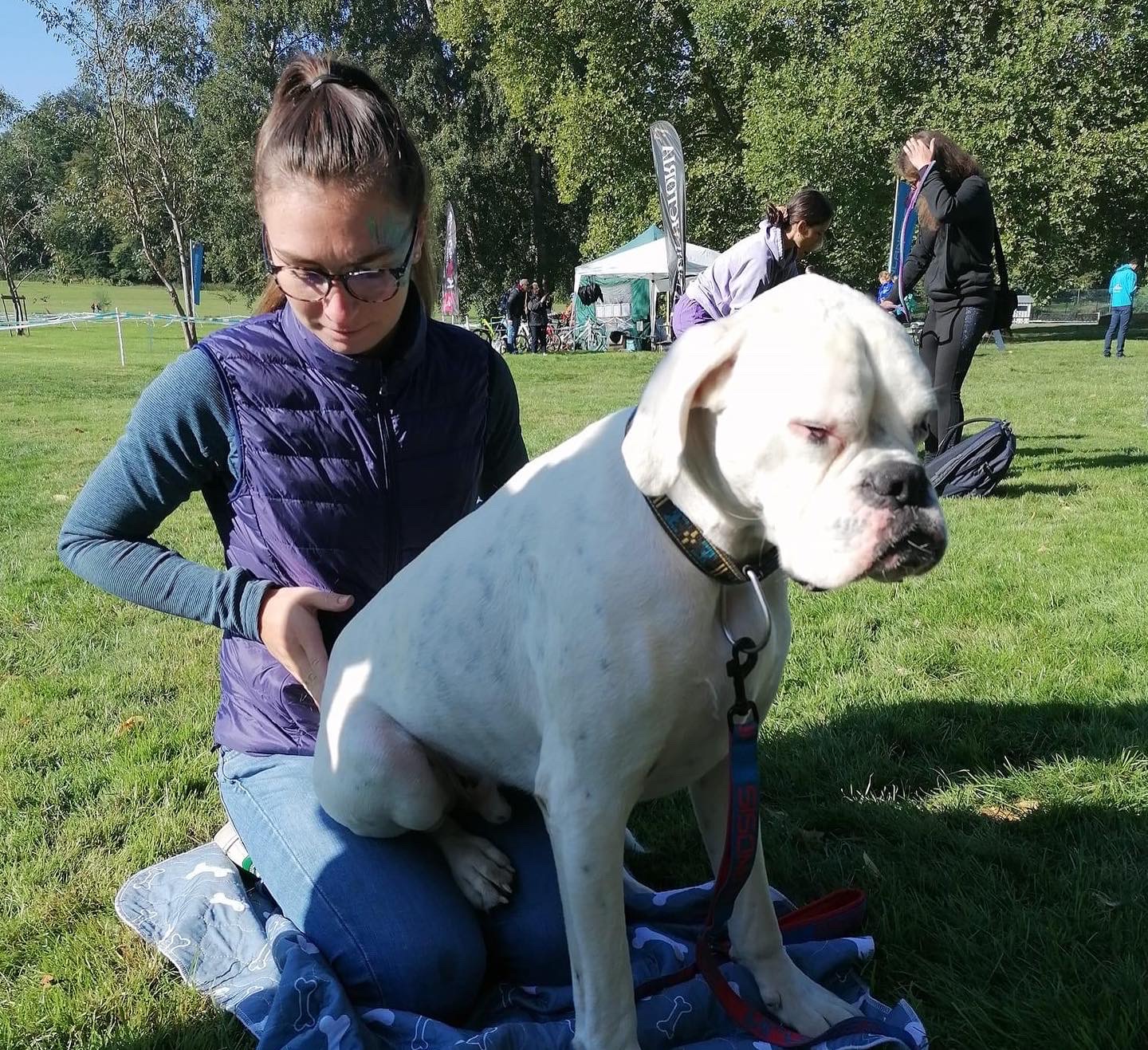 Massage canin en séance