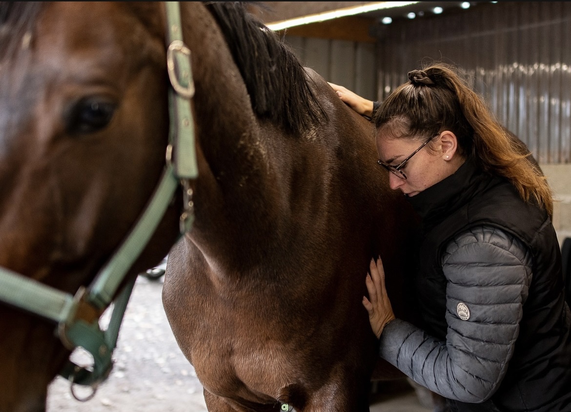 Massage equin en séance